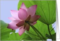 Pink Lotus with leaves card