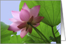 Pink Lotus with leaves card