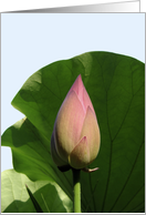 Lotus Single Bud and Leaf card