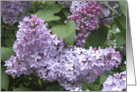 Lilacs and leaves card