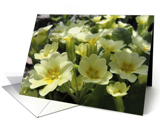 Spring primrose card (303852)
