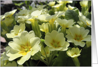 Spring primrose card