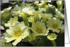 Spring primrose card