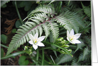 Fresh white flowers with fern card
