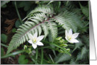 Fresh white flowers with fern card