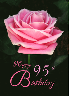 Pink Rose 95th...