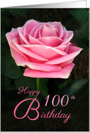 Pink Rose 100th...