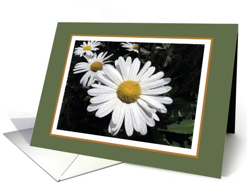 White daisies blank card (341363)