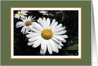 White daisies blank card
