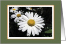 White daisies blank card