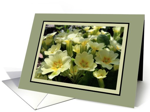 Primroses blank card (346461)