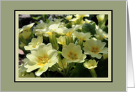 Primroses blank card