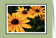 Black eyed Susans blank card