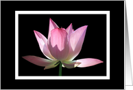 Classic pink Lotus blossom on black card