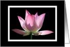 Classic pink Lotus blossom on black card