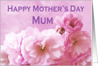 Large Print Mother’s Day Card for Mum Pink Cherry Blossoms card