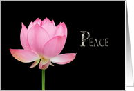 Peace Pink Lotus...