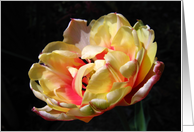 Tulip double yellow on black background card