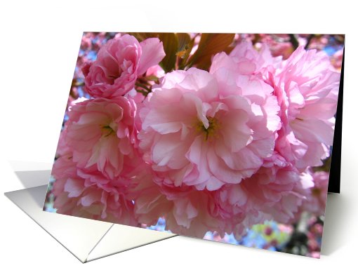 Pink Cherry blossoms on tree card (491995)