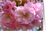 Pink Cherry blossoms on tree card