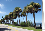 Palmetto trees in Florida card