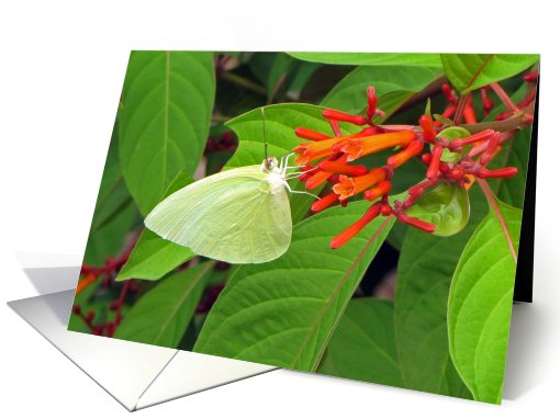 Yellow butterfly on Firebush in Florida card (492127)