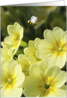 Spring Floral Primrose and Bee card