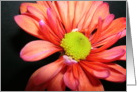 flower card