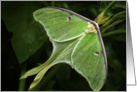 Luna Moth card