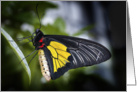 Golden Birdwing Butterfly card