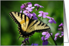 Eastern Tiger Swallowtail Butterfly (Papilio glaucus) card