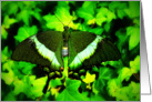 Emerald Swallowtail (Papilio palinurus) card