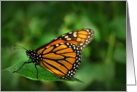 Monarch Butterfly (Danaus plexippus) card