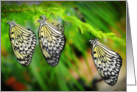 Three Paper Kite Butterflies (Idea leuconoe) card