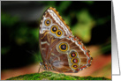 The Common Blue Morpho Butterfly (Morpho peleides) card