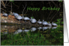 Nine Turtles On A Log card