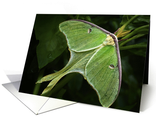 Luna Moth card (1225498)