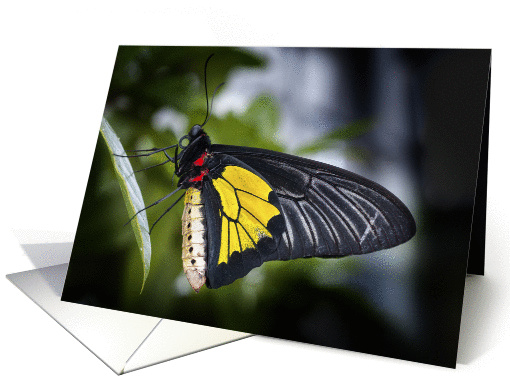 Golden Birdwing Butterfly card (1225508)