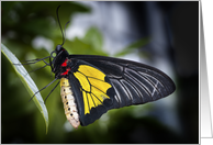 Golden Birdwing Butterfly card