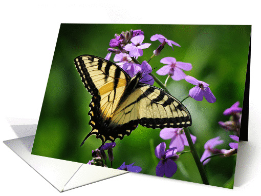 Eastern Tiger Swallowtail Butterfly (Papilio glaucus) card (1252854)