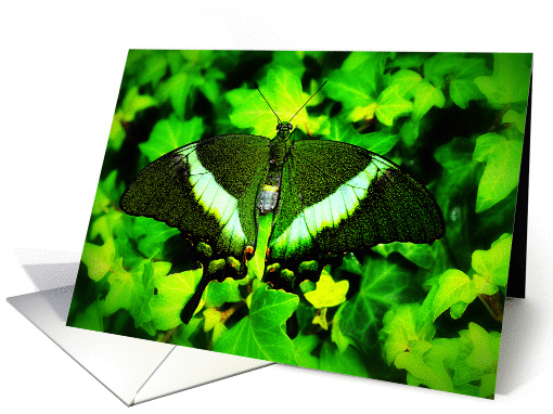 Emerald Swallowtail (Papilio palinurus) card (1253166)
