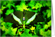 Emerald Swallowtail (Papilio palinurus) card