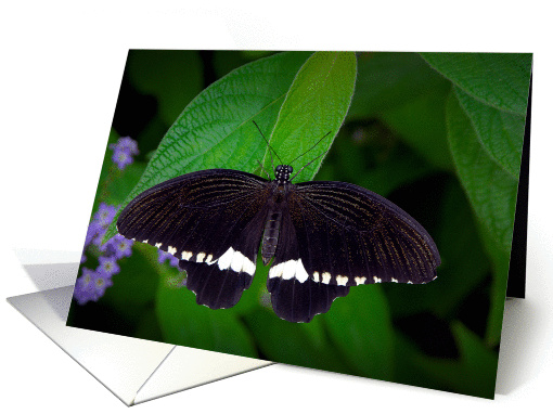 Common Mormon butterfly (Papilio polytes) card (1253892)