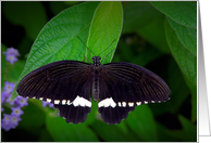 Common Mormon butterfly (Papilio polytes) card