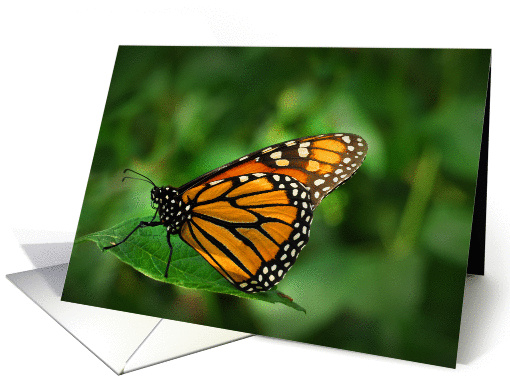 Monarch Butterfly (Danaus plexippus) card (1253904)