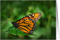 Monarch Butterfly (Danaus plexippus) card