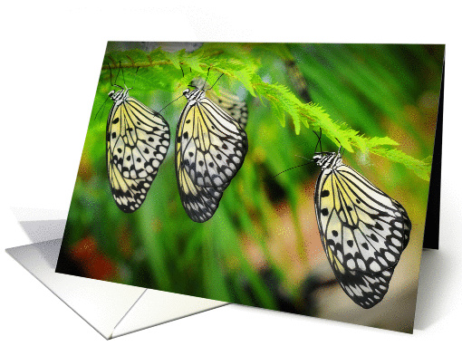 Three Paper Kite Butterflies (Idea leuconoe) card (1253920)
