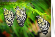 Three Paper Kite Butterflies (Idea leuconoe) card