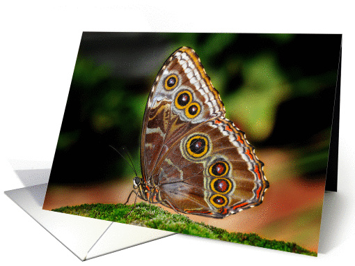 The Common Blue Morpho Butterfly (Morpho peleides) card (1253940)