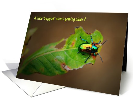 Beetle card (508706)